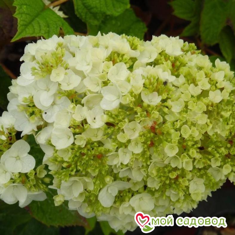 Гортензия дуболистная Гармония  ЗКС