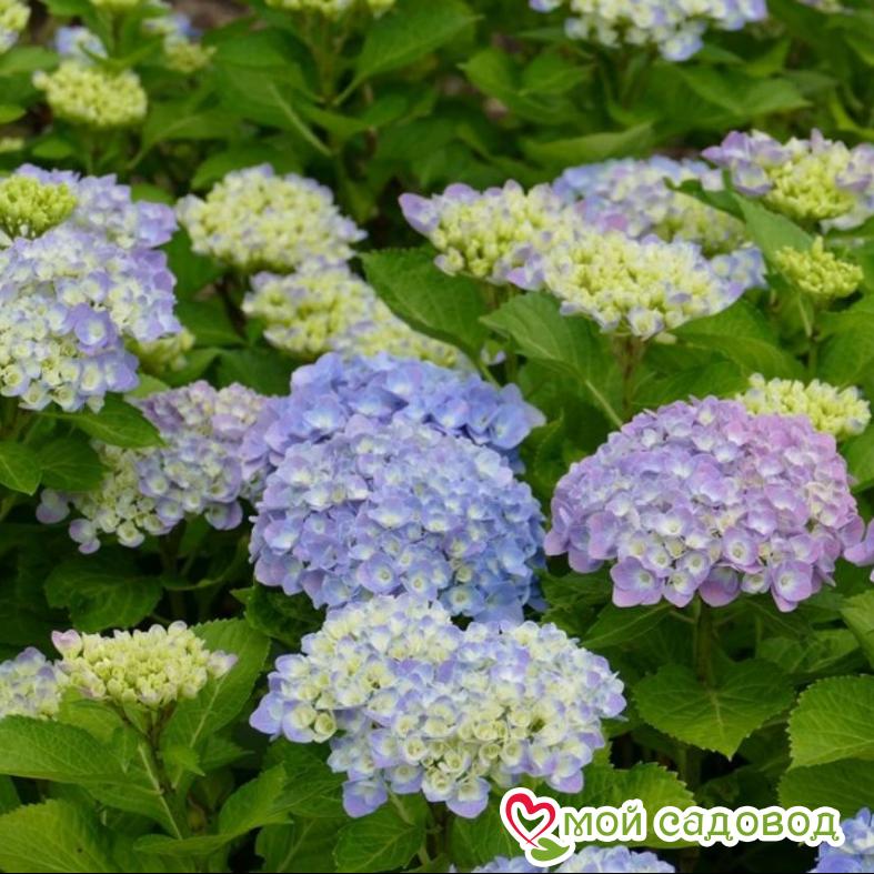 Гортензия крупнолистная Боденси   ЗКС