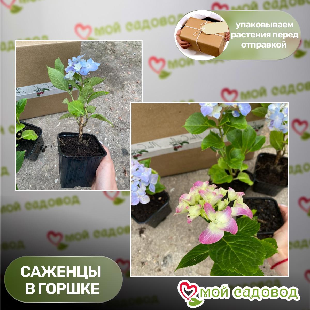 Гортензия дуболистная Гармония  ЗКС