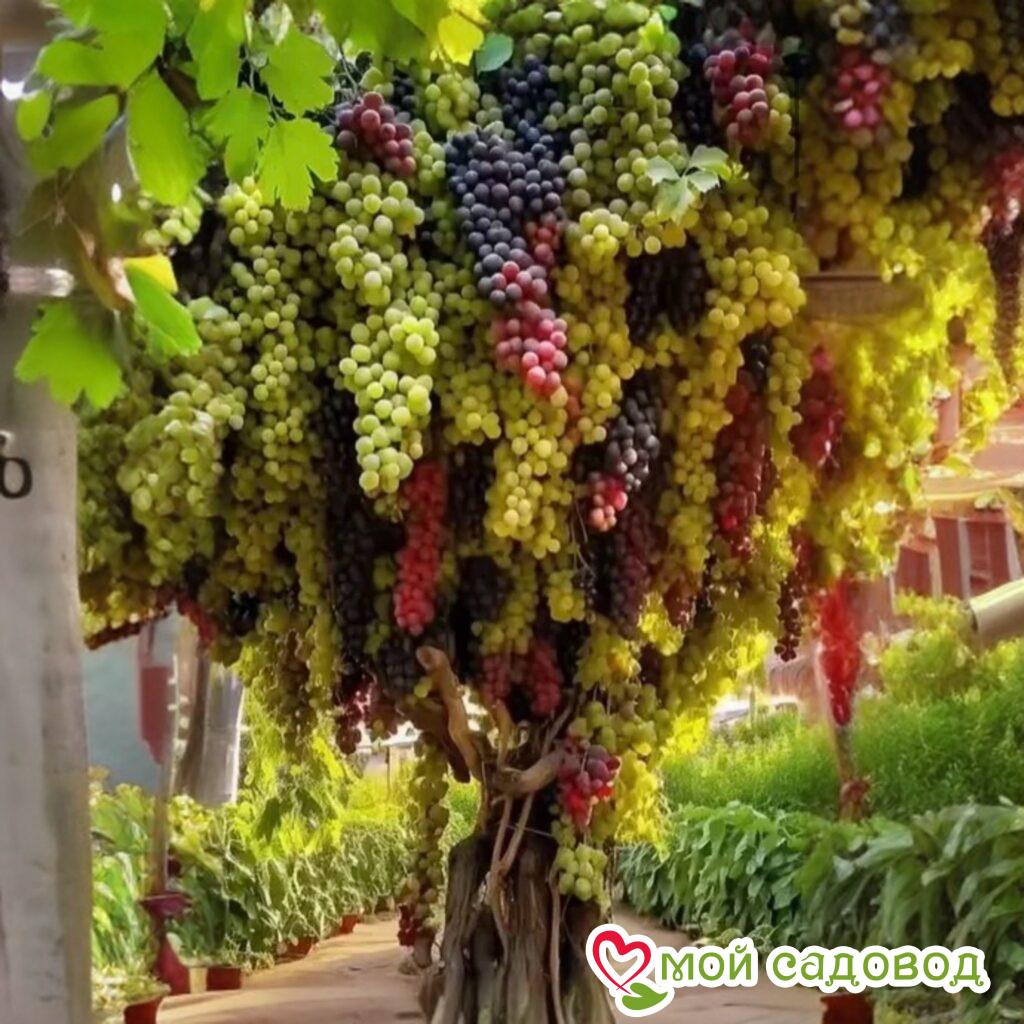 Виноград Авангард