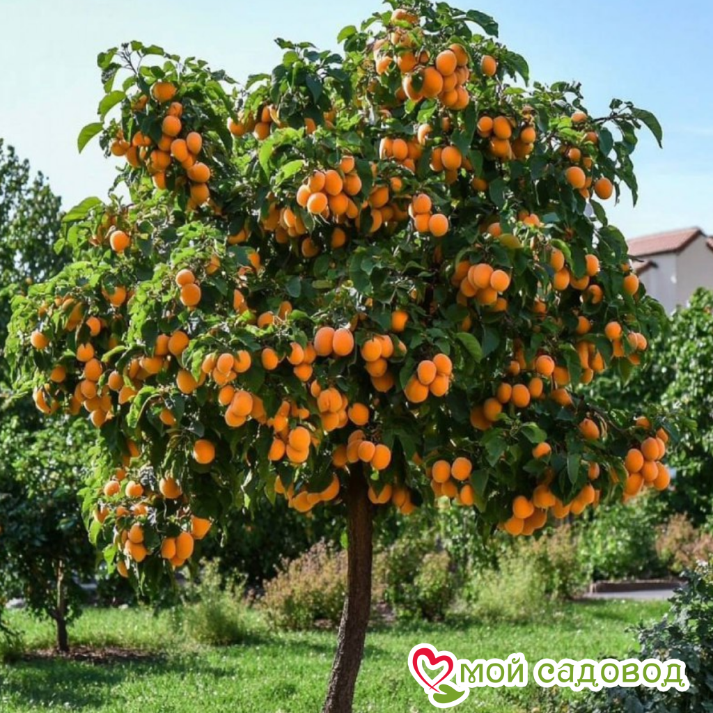 Абрикос Пекорче